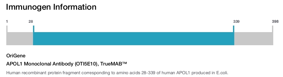 APOL1 Monoclonal Antibody (OTI5E10), TrueMAB&trade;