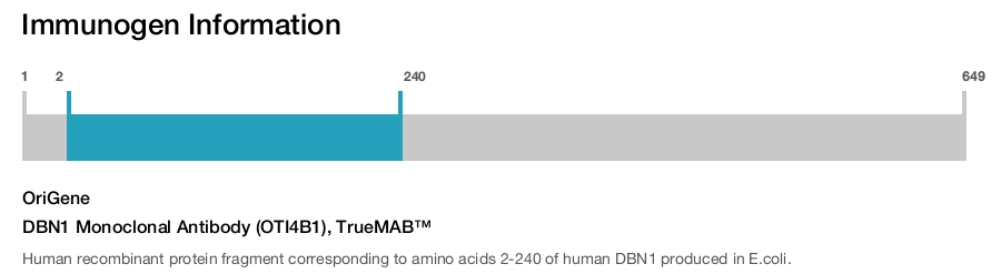 DBN1 Monoclonal Antibody (OTI4B1), TrueMAB&trade;