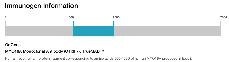 MYO18A Monoclonal Antibody (OTI3F7), TrueMAB&trade;
