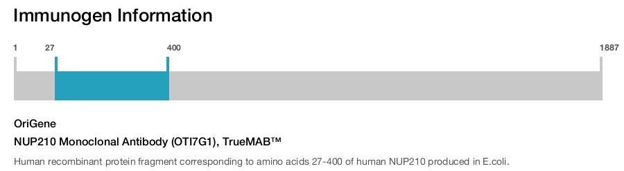 NUP210 Monoclonal Antibody (OTI7G1), TrueMAB&trade;