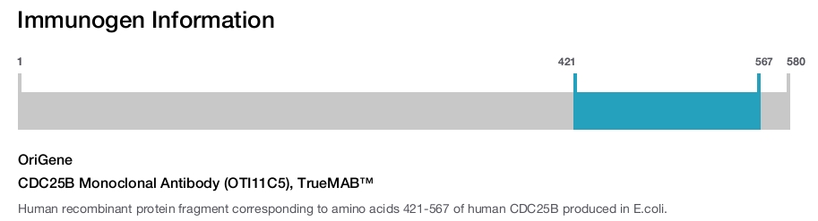 CDC25B Monoclonal Antibody (OTI11C5), TrueMAB&trade;