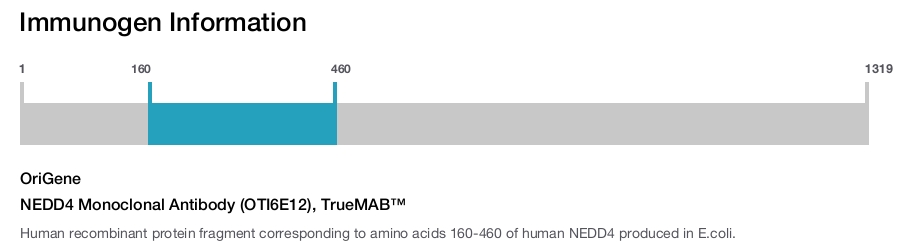 NEDD4 Monoclonal Antibody (OTI6E12), TrueMAB&trade;