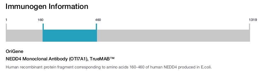 NEDD4 Monoclonal Antibody (OTI7A1), TrueMAB&trade;