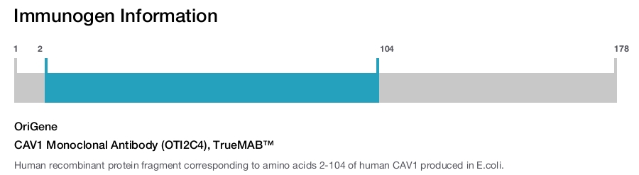 CAV1 Monoclonal Antibody (OTI2C4), TrueMAB&trade;