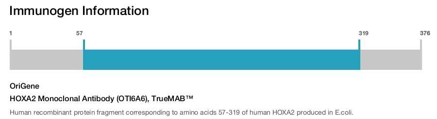 HOXA2 Monoclonal Antibody (OTI6A6), TrueMAB&trade;