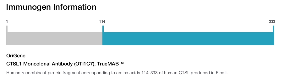 CTSL1 Monoclonal Antibody (OTI1C7), TrueMAB&trade;