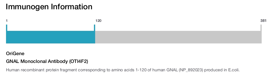 GNAL Monoclonal Antibody (OTI4F2)