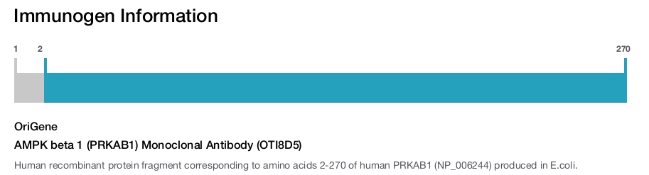 AMPK beta 1 (PRKAB1) Monoclonal Antibody (OTI8D5)