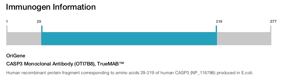 CASP3 Monoclonal Antibody (OTI7B8), TrueMAB&trade;