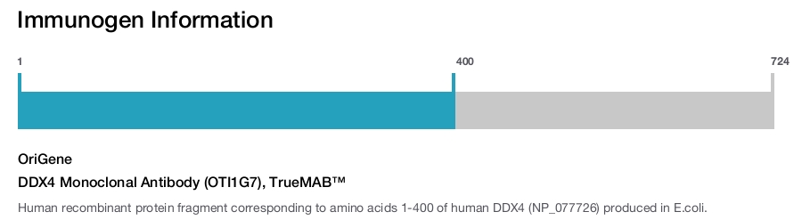 DDX4 Monoclonal Antibody (OTI1G7), TrueMAB&trade;