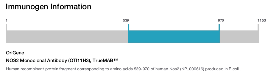 NOS2 Monoclonal Antibody (OTI11H3), TrueMAB&trade;