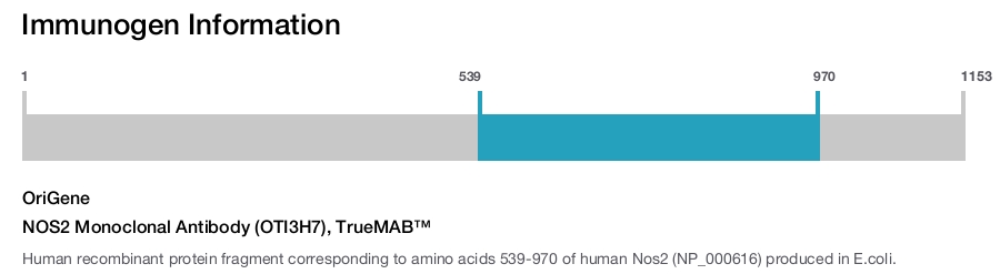 NOS2 Monoclonal Antibody (OTI3H7), TrueMAB&trade;