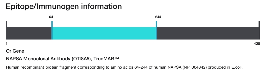 NAPSA Monoclonal Antibody (OTI8A5), TrueMAB&trade;