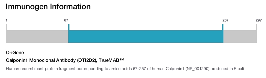 Calponin1 Monoclonal Antibody (OTI2D2), TrueMAB&trade;