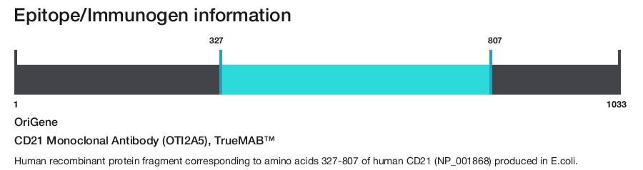 CD21 Monoclonal Antibody (OTI2A5), TrueMAB&trade;