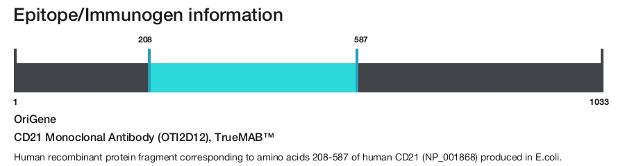 CD21 Monoclonal Antibody (OTI2D12), TrueMAB&trade;