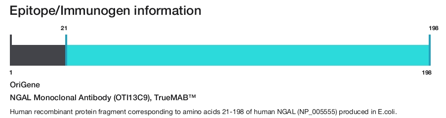 NGAL Monoclonal Antibody (OTI13C9), TrueMAB&trade;
