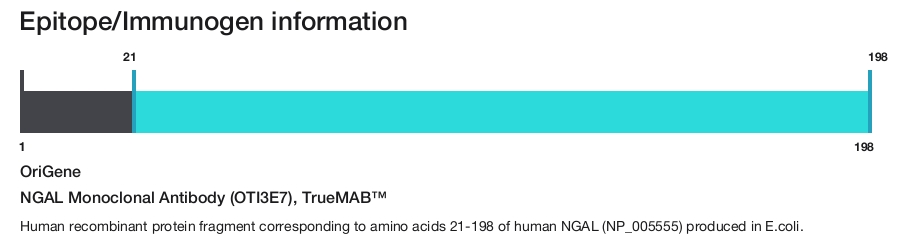 NGAL Monoclonal Antibody (OTI3E7), TrueMAB&trade;