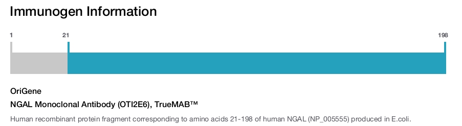 NGAL Monoclonal Antibody (OTI2E6), TrueMAB&trade;