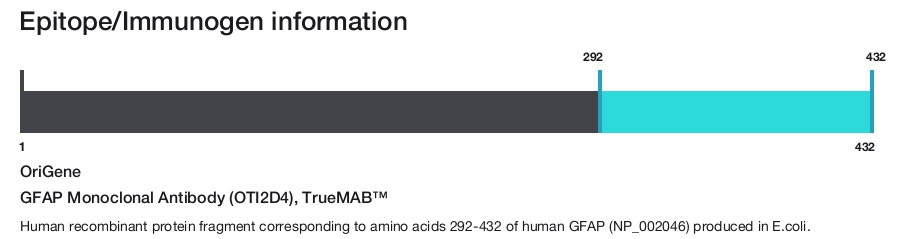 GFAP Monoclonal Antibody (OTI2D4), TrueMAB&trade;