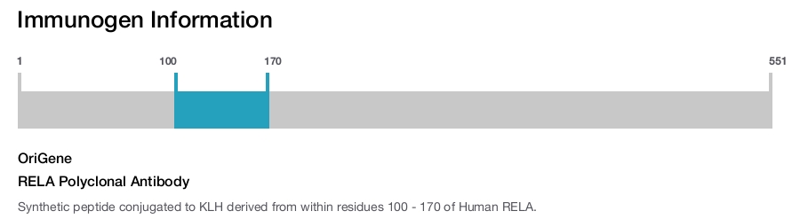 RELA Polyclonal Antibody