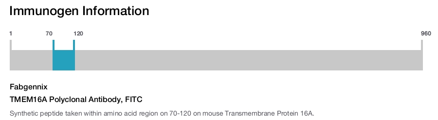 TMEM16A Polyclonal Antibody, FITC