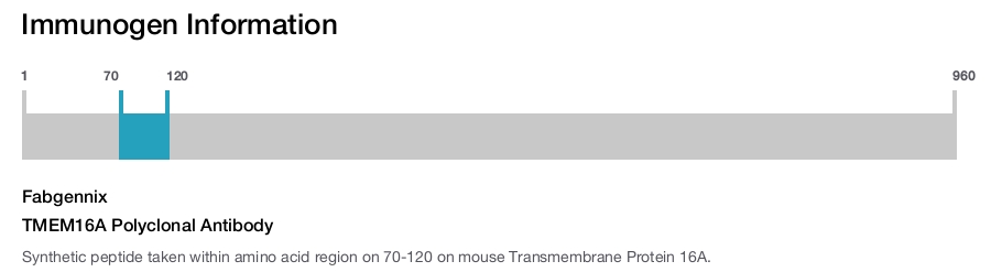 TMEM16A Polyclonal Antibody