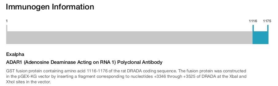 ADAR1 (Adenosine Deaminase Acting on RNA 1) Polyclonal Antibody