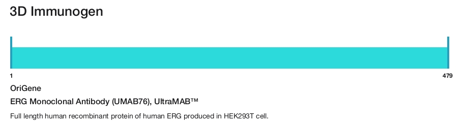 ERG Monoclonal Antibody (UMAB76), UltraMAB&trade;