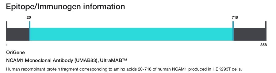 NCAM1 Monoclonal Antibody (UMAB83), UltraMAB&trade;