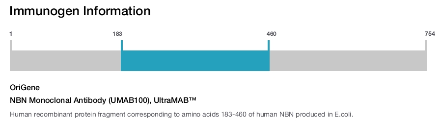 NBN Monoclonal Antibody (UMAB100), UltraMAB&trade;
