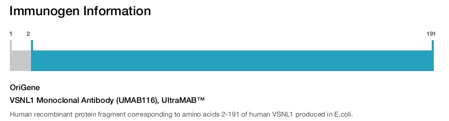 VSNL1 Monoclonal Antibody (UMAB116), UltraMAB&trade;