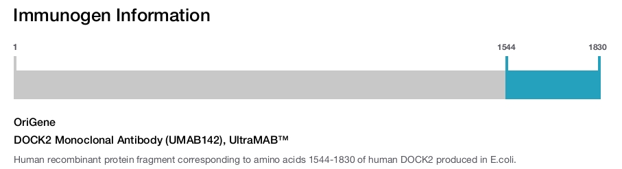 DOCK2 Monoclonal Antibody (UMAB142), UltraMAB&trade;