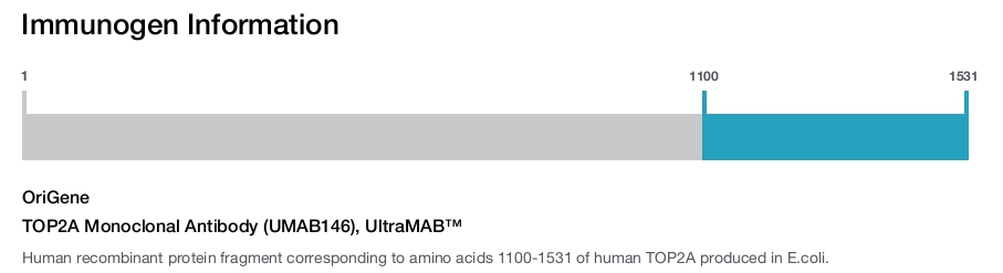 TOP2A Monoclonal Antibody (UMAB146), UltraMAB&trade;