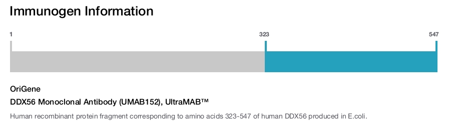DDX56 Monoclonal Antibody (UMAB152), UltraMAB&trade;