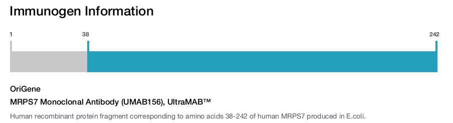 MRPS7 Monoclonal Antibody (UMAB156), UltraMAB&trade;