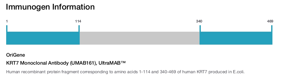 KRT7 Monoclonal Antibody (UMAB161), UltraMAB&trade;