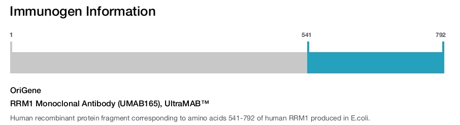 RRM1 Monoclonal Antibody (UMAB165), UltraMAB&trade;