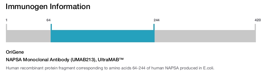 NAPSA Monoclonal Antibody (UMAB213), UltraMAB&trade;