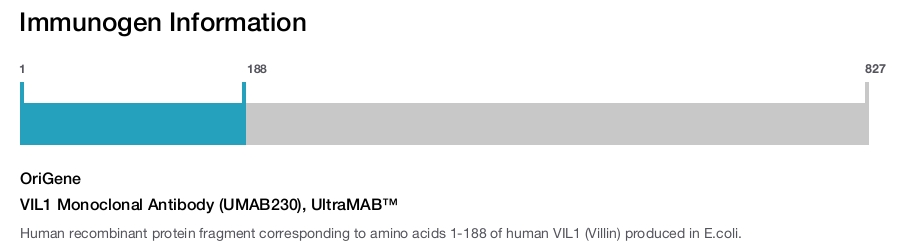 VIL1 Monoclonal Antibody (UMAB230), UltraMAB&trade;