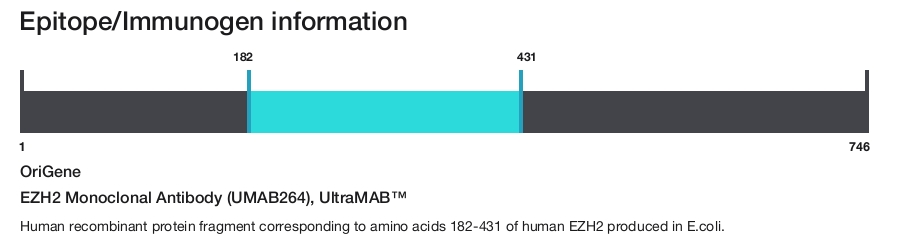 EZH2 Monoclonal Antibody (UMAB264), UltraMAB&trade;