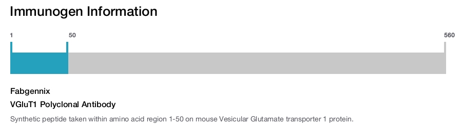 VGluT1 Polyclonal Antibody