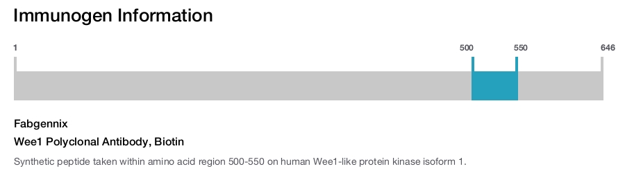 Wee1 Polyclonal Antibody, Biotin