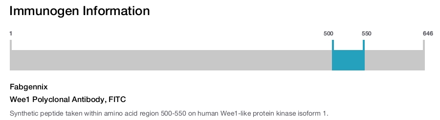 Wee1 Polyclonal Antibody, FITC