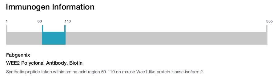 WEE2 Polyclonal Antibody, Biotin