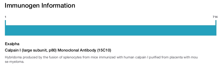 Calpain I (large subunit, p80) Monoclonal Antibody (15C10)