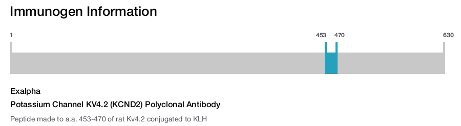 Potassium Channel KV4.2 (KCND2) Polyclonal Antibody