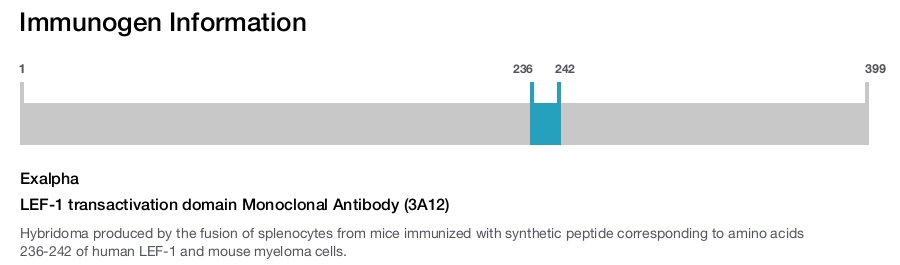 LEF-1 transactivation domain Monoclonal Antibody (3A12)