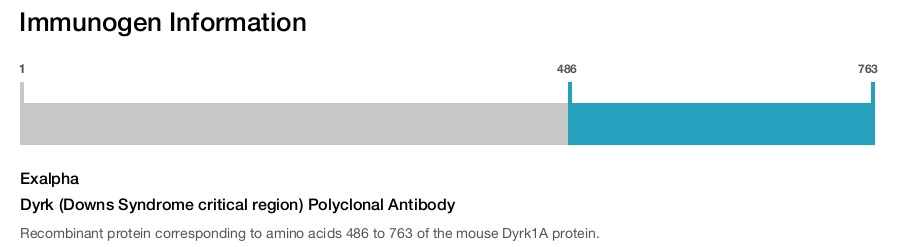 Dyrk (Downs Syndrome critical region) Polyclonal Antibody
