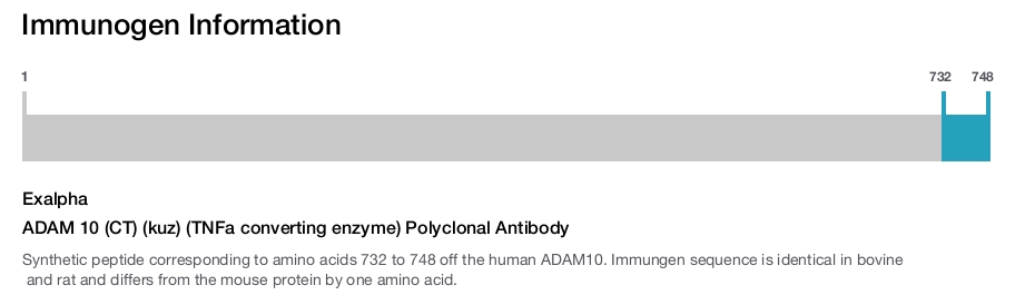 ADAM 10 (CT) (kuz) (TNFa converting enzyme) Polyclonal Antibody